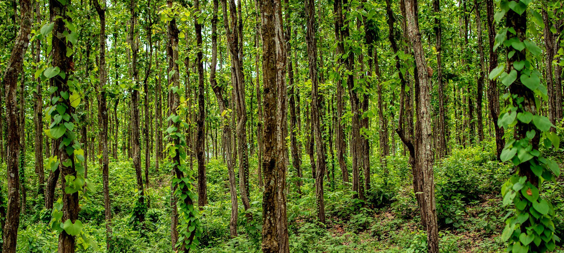 Lataguri Tour Package from Siliguri